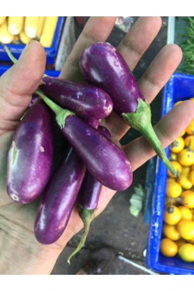 Muka Botanik Ithal Minyatür Kemer Patlıcan Tohumu Ekim Seti - Resim 2