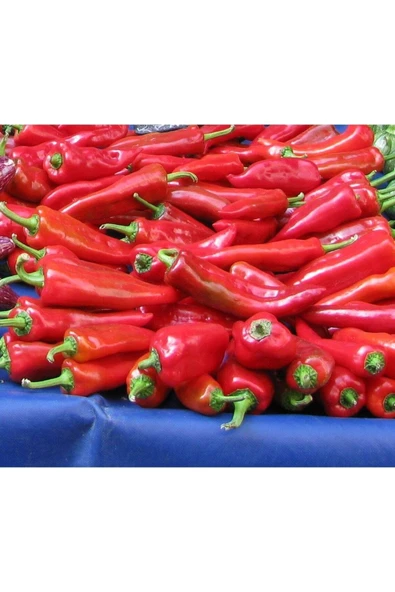 Muka Botanik 20 Adet Tatlı Kırmızı Biber Tohumu ürün görseli