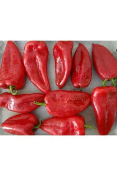 Muka Botanik Közlemelik Kırmızı Biber Tohumu Tatlı Biber Tohumu 40 Tohum - Resim 4