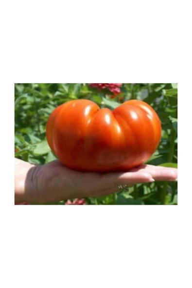 Muka Botanik Süper Paket 250 Adet Tohum Ithal Dev Hollanda Domatesi Tohumu Domates Tohumu - Resim 2