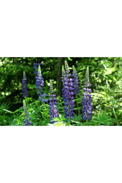 Muka Botanik 5 Adet Lupin Blue Flame Giant Tohumu - Resim 6