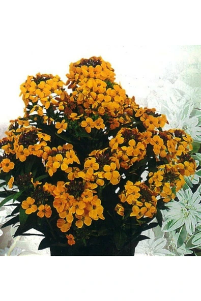 Muka Botanik 20 Adet Sarı Şebboy Çiçeği Tohumu ürün görseli