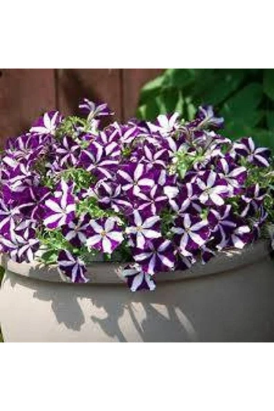 Muka Botanik 10 Adet Natural Trailing Petunia Purple Star Tohumu ürün görseli