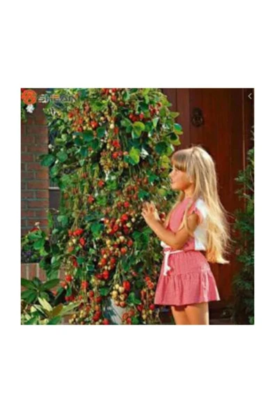 Muka Botanik Süper Paket 150 Adet Tohum Ithal Nadir Alman Çilek Ağacı Tohumu Sırık Çilek Tohumu ürün görseli