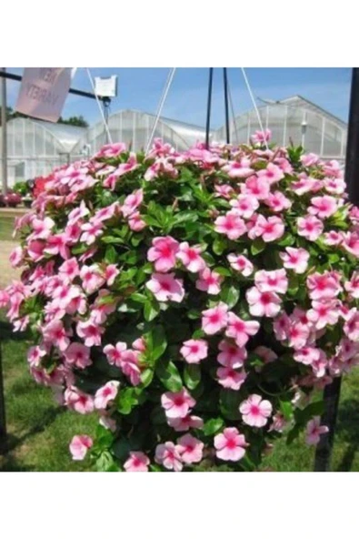 Muka Botanik Cezayir Menekşesi Çiçeği Tohumu Ekim Seti - Resim 3