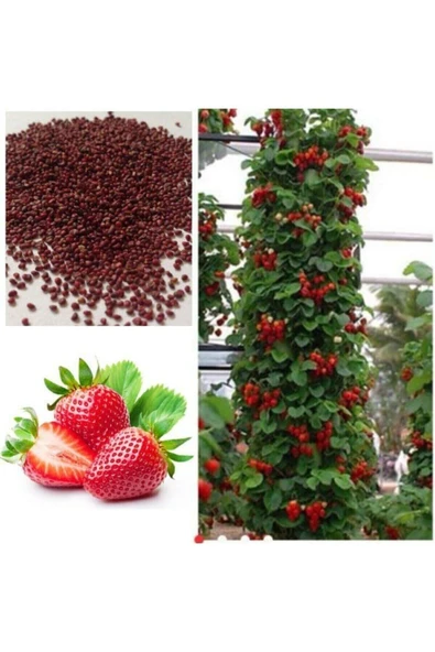 Muka Botanik 50 Adet Yediveren Sarmaşık Çilek Tohumu ürün görseli