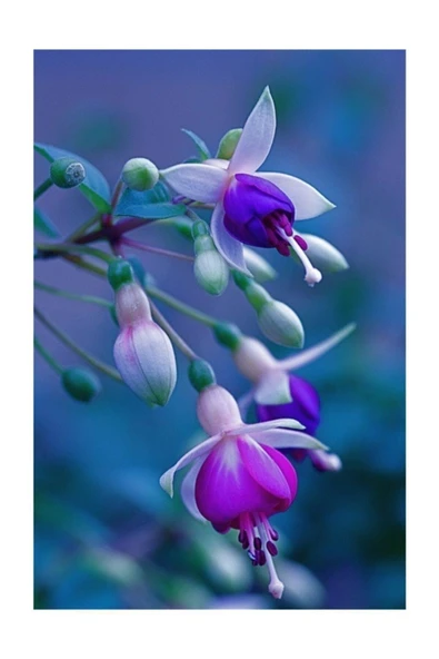 Muka Botanik Karışık Küpeli Çiçeği Tohumu 5 Adet Tohum Çiçek Tohumu - Resim 5
