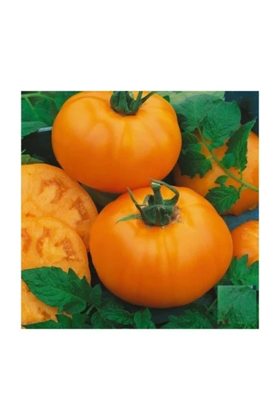 Muka Botanik Nadir Ithal Iri Turuncu Domates Tohumu 5 Adet Tohum - Resim 2