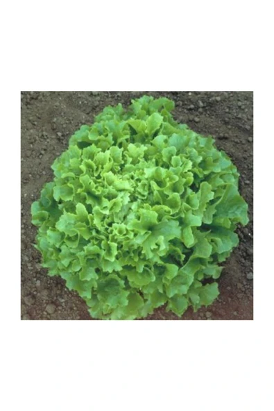 Muka Botanik Şamba Kıvırcık Marul Tohumu 200 Adet Tohum - Resim 2