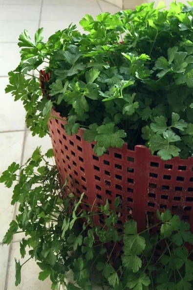 Muka Botanik Yediveren Maydanoz Tohumu 50 Adet Tohum - Resim 5