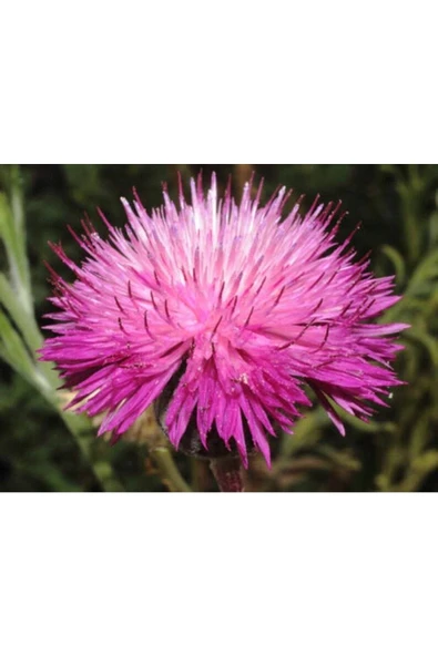 Muka Botanik 10 Adet Natural Centaurea Royal Pink Tohumu ürün görseli
