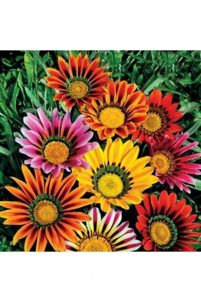 Muka Botanik 10 Adet Gazania Mix Flower Tohumu - Resim 5
