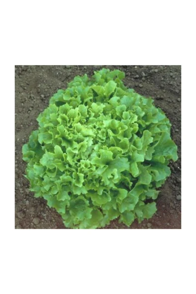 Muka Botanik Şamba Kıvırcık Marul Tohumu 100 Adet Tohum - Resim 2