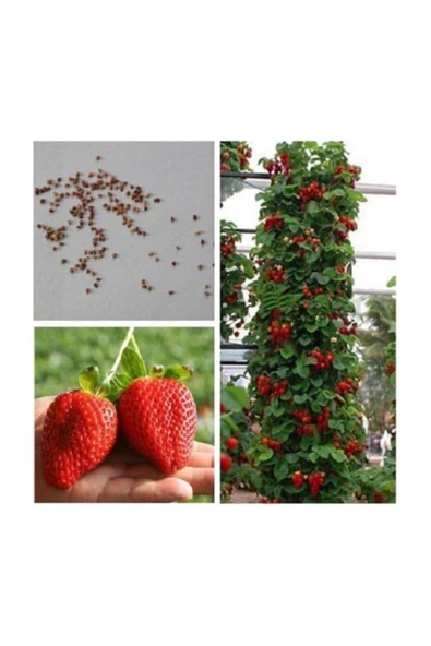 Muka Botanik Ithal Alman Çilek Ağacı Tohumu 10 Adet Tohum ürün görseli