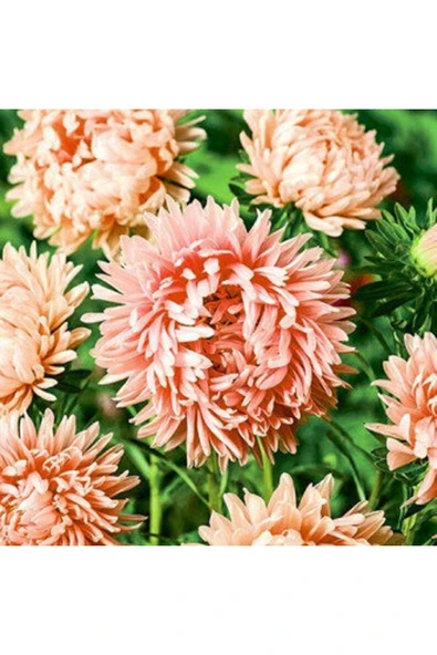 Muka Botanik 10 Adet Aster Yanina Tohumu - Resim 2