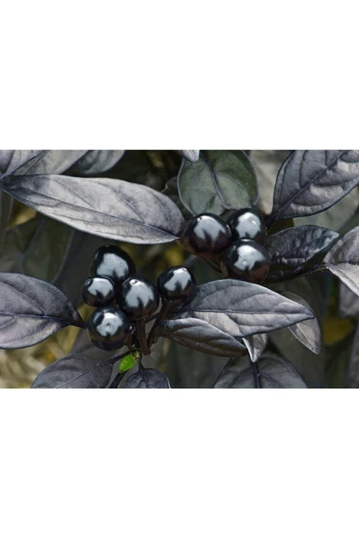 Muka Botanik 20 Adet Black Pearl Acı Biber Tohumu ürün görseli
