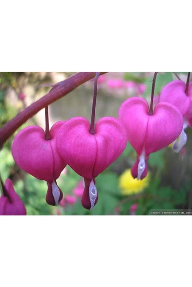 Muka Botanik 5 Adet Pink Bleeding Heart Tohumu - Resim 5