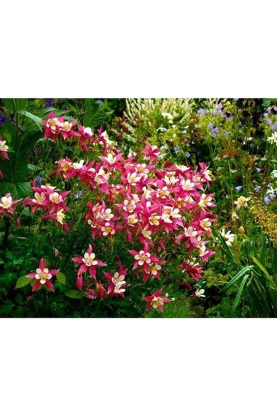Muka Botanik 5 Adet Crimson Star Columbine Tohumu - Resim 4
