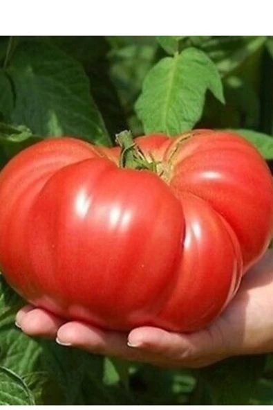 Muka Botanik Dev Büyük Domates Tohumu 20 Adet ürün görseli