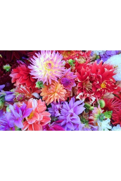 Muka Botanik 10 Adet Dwarf Mixed Colors Redskın Dahlıa Tohumu ürün görseli