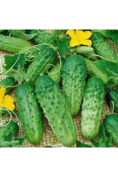 Muka Botanik Kornişon Salatalık Tohumu Ekim Seti - Resim 3