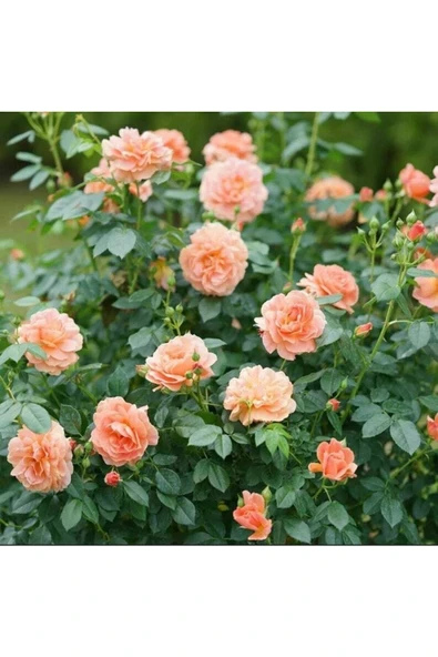 Muka Botanik 5 Adet Orange Rose Gül Tohumu - Resim 3