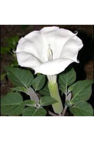 Muka Botanik 5 Adet Sacred Fragrant Moon Tohumu - Resim 5