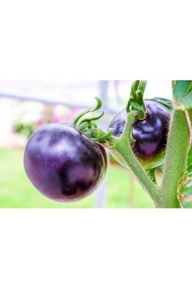 Muka Botanik Mor Domates Tohumu 10 Tohum - Resim 2