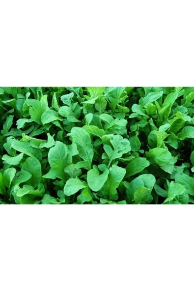 Muka Botanik Geleneksel Roka Tohumu 200 Adet Tohum Sebze Tohumu - Resim 3