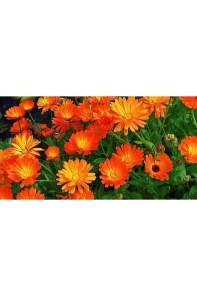 Muka Botanik Karışık Renkli Bodur Aynısafa Çiçeği Tohumu ürün görseli