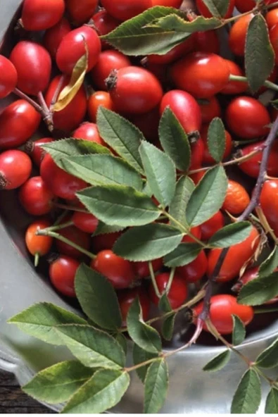 Muka Botanik Kırmızı Kuşburnu Tohumu / 5 Adet Tohum - Resim 3