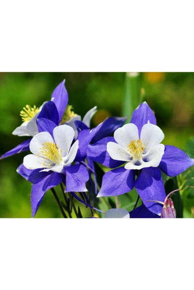 Muka Botanik 10 Adet Yer Küpelisi Çiçeği Tohumu (aquilegia Viridiflora) - Resim 3