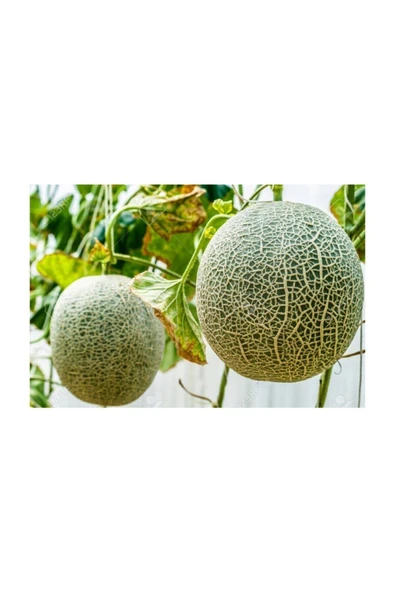 Muka Botanik Nadir Ithal Japon Kavunu Tohumu 10 Adet Tohum Kavun Tohumu - Resim 2