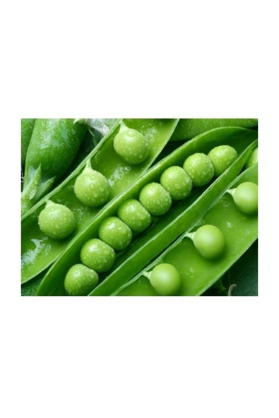 Muka Botanik Agrobazaar Tatlı Bezelye Tohumu 10+ Adet Tohum - Resim 2