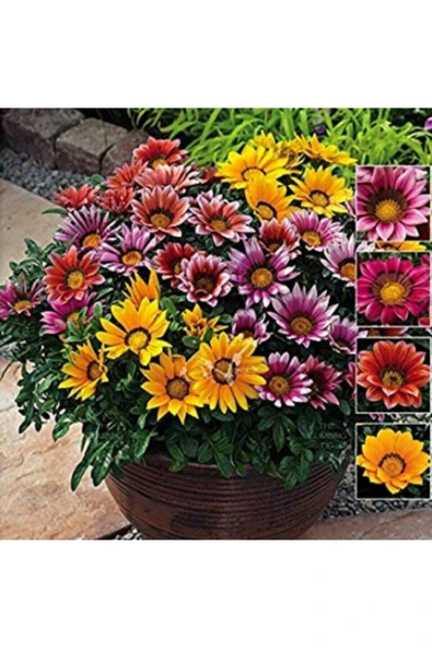 Muka Botanik 5 Adet 5 Renk Gazania Çiçeği Tohumu ürün görseli