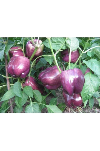 Muka Botanik 40 Adet Sweet Lilac Bell Dolmalık Biber Tohumu - Resim 2