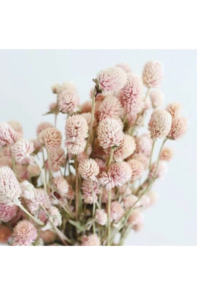 Muka Botanik 10 15 Adet Pudra Renk Medine Çiçeği (hanım Düğmesi) Çiçek Tohumu ürün görseli