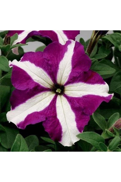 Muka Botanik 10 Adet Natural Trailing Petunia Purple Star Tohumu - Resim 4