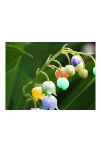 Muka Botanik Çok Nadir Ithal Renkli Çan Orkide Çiçeği Tohumu 5 Tohum - Resim 4