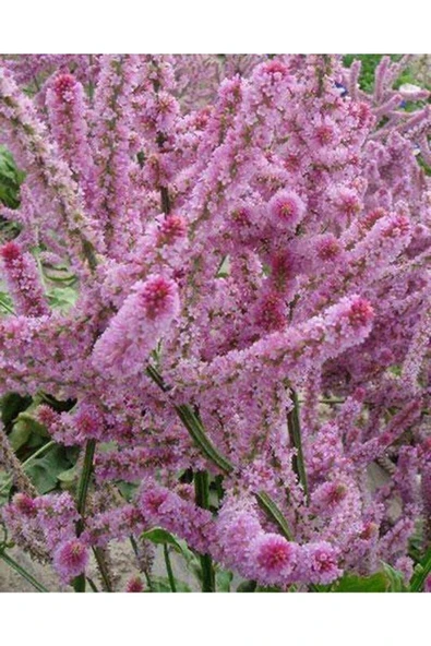 Muka Botanik 10 Adet Statice Seeds - Pink Limonium Tohumu - Resim 5