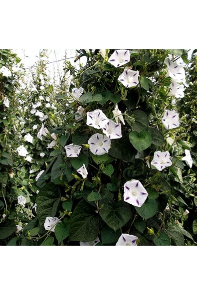 Muka Botanik 5 Adet Beyaz Sarmaşık Çiçeği (gündüz Sefası) Tohumu - Resim 4