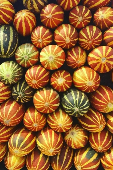 Muka Botanik Kırlangıç, Kokulu Süs Kavunu Tohumu / 10 Adet Şamama Tohumu - Resim 3