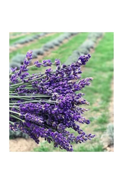 Muka Botanik Nadir Ithal Mis Kokulu Ingiliz Lavanta Çiçeği Tohumu 40 Adet Lavanta Tohumu - Resim 3
