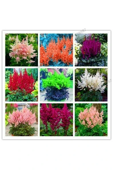 Muka Botanik 9 Adet 9 Çeşit Astilpe Çiçeği Tohumu ürün görseli