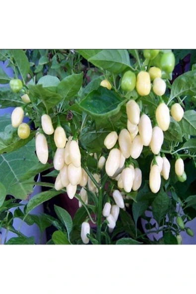 Muka Botanik Beyaz Habanero Biber Tohumu ürün görseli