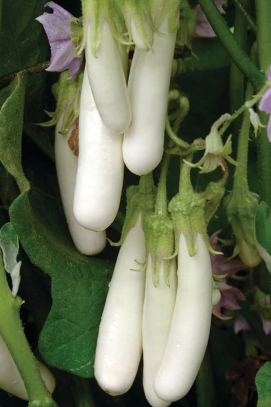 Muka Botanik Organik Beyaz Patlıcan Tohumu / 5+ Adet Tohum - Resim 3