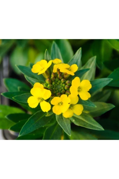 Muka Botanik Sarı Şebboy Çiçeği Tohumu Ekim Seti - Resim 3