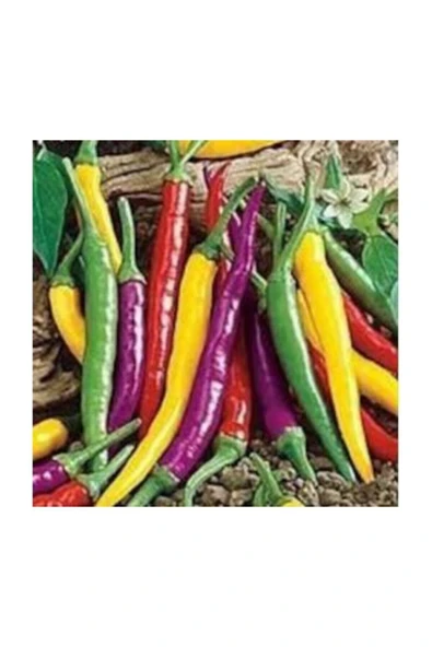 Muka Botanik Nadir Ithal Rengarenk Acı Biber Tohumu 10 Adet Tohum ürün görseli