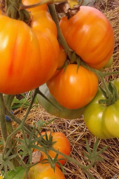 Muka Botanik Hybrite Turuncu Domates Tohumu / 5+ Adet Tohum ürün görseli