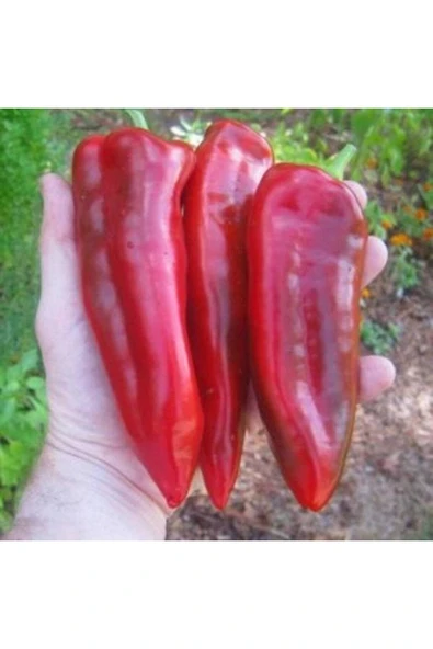 Muka Botanik 20 Adet Marconi Red Giant Biber Tohumu ürün görseli